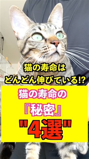 猫の寿命はどんどん伸びている！？猫の寿命の『秘密』"4選"