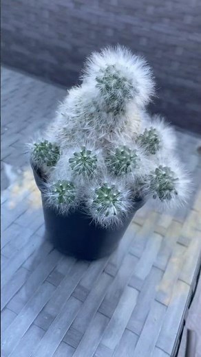Mammillaria bocasana (Powder Puff Cactus)