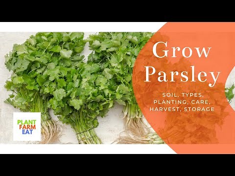 How to grow parsley indoors