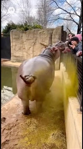 This Hippo has a diarrhea #funny #comedy #funnyshorts #animals