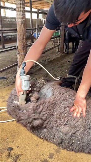 Klingen gegen Wolle: Wie Tradition und Technik die Schafschur revolutionieren