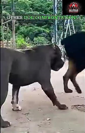 “When Dogs Go FULL ALPHA… No Training Needed 😳🐕”