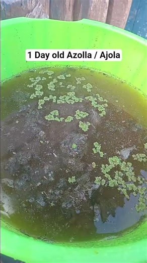 First time growing azolla in containers - Azolla farming #Azolla #AzollaSeeds