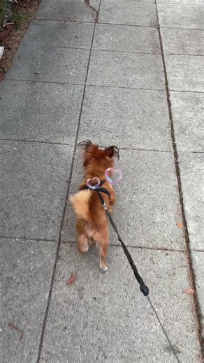 Walk in the neighborhood #MAXOUT #10X #foryoupage #fyp #share