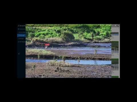 Aicuda Technology Research and Development - AI Bird Identification Project