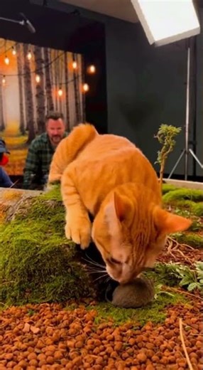 When the Director Yells CUT! 2 #funnycat #behindthescenes #shorts #animalactors #cuteanimals
