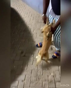 Foreign dogs are just different from local dogs 🤣🤣 | DKB GHANA