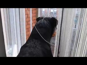 Young Rottweiler protects owner
