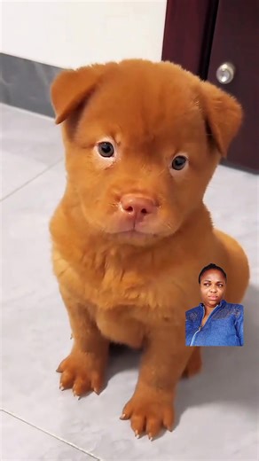 1K views · 37 reactions | Pretty paws   | NK TV | Facebook