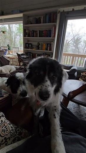 I'm overwhelmed with Pyrs! 🐶🐾 #pyrsupport #fletcherthepyr #ianthepyr