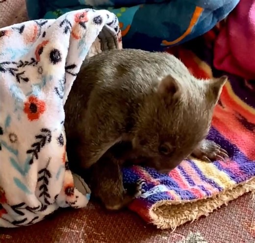 I’m here with Mr Scratchy Bum (no idea why baby wombats, who’ve never dug a burrow or been covered in mud scratch so much) with a friendly, inherently pragmatic guide to posting about wombats. 😃 ❌ It’s not ok to try to get close to a wild wombat to try to get photos and videos (to post online). ❌ It’s not ok to think wombats can / could / should be domesticated. ❌ It’s not ok to want to try to source a wombat to keep at your place as a pet. ❌ It’s not ok to post misleading AI pics of ‘wombats’ 