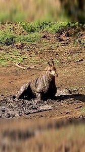 137K views · 2K reactions | Baby Giraffe Stuck Drying Mud | infofactnews | Facebook
