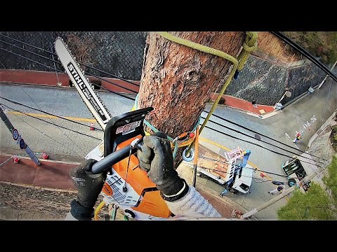 枯れ松の特殊伐採！ 宝塚市