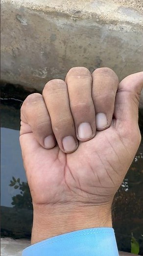 The video displays sesame seed pods (also known as Sesamum indicum), which are the fruit of sesame