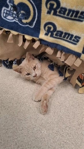 4.7K views · 57 reactions | WKDQ Pet of the Week: Meet Turkey: the cat who’s not just a holiday dish but a year-round delight! At just 2 years old, this playful boy is ready to spice up your life with his curiosity and feline antics. Whether he’s chasing feather toys or plotting his next great adventure, Turkey is the feline friend you never knew you needed. You can bring home this little ball of energy for just $100! | Vanderburgh Humane Society | Facebook