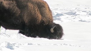 118K views · 4.5K reactions | Ever wonder how bison survive winter in...