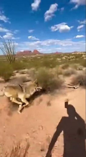🏜️💨 Real-life Road Runner! Coyote Chasing Roadrunner is Insane! Wild Encounter! #roadrunner #birds