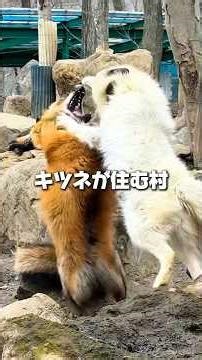 [Fox Village] I went to Zao Fox Village using Kyunpass! #shorts