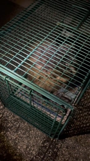 Saving Greyson 💝 | Cats World