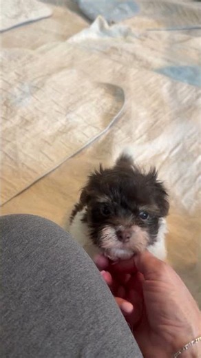 Havanese puppies at play