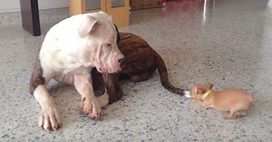 Tiny Pup Picks A Fight He’d Never Win, But Big Brother Is A Gentle Giant