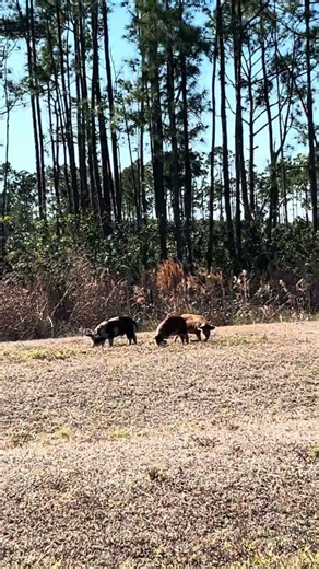 Wild baby hogs are often present at this nature preserve in Port St. Lucie, Florida!