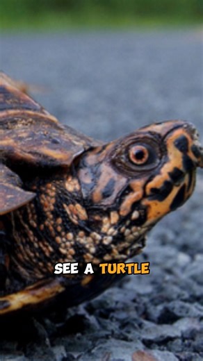 81 reactions · 12 comments | God wrote his name on this turtle!勞 #reels #God #Bible #turtle #christian | Adam Hagaman | Facebook