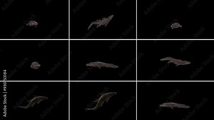 Nine videos of 3D Reptile alligator swimming animations on alpha matte, 4k animal crocodile swim floating 9 rendering on alpha channel, included at the end of the clip with Alpha matte