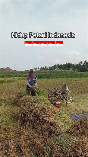 Hidup Petani Indonesia: Cerita & Realitas Petani Padi Milenial