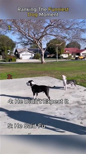 Top 5 Funniest Dog Moments Ever 😂