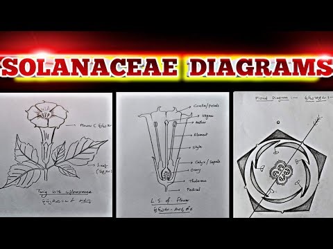 How to draw SOLANACEAE DIAGRAMS??? Useful for intermediate BiPC Students for Botany practical exam