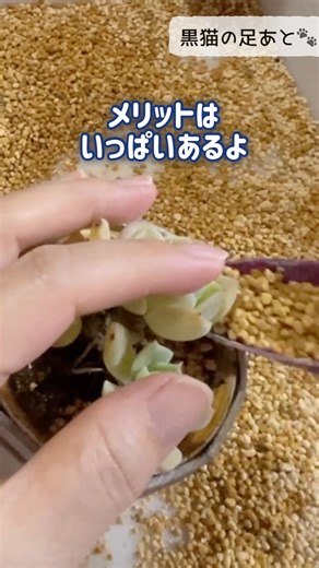 多肉に化粧土をしよう❁︎