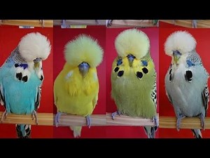 Exhibition budgies very Big size