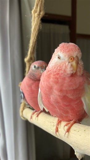 囀る眠そうなアキクサインコルビノー #アキクサインコ #アキクサインコの囀り