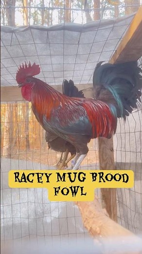One of our Beautiful Racey Mug brood rooster and his hens at the farm
