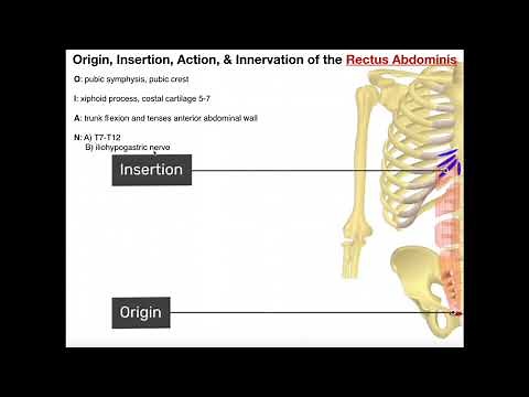 Abdominal Muscles | Origins, Insertions, Innervations, Actions