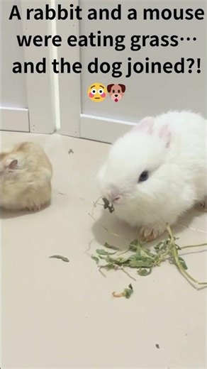 A rabbit and a mouse were eating grass… and the dog joined?! 😳🐶