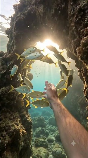 Golden Trevally Circle a Sunlit Rock Arch (Diver POV)