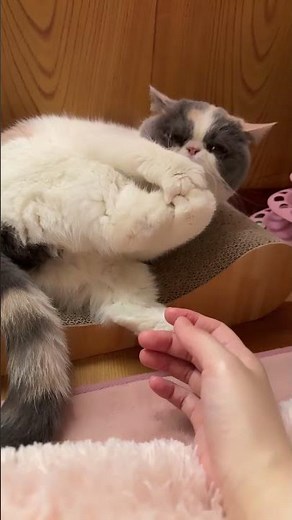 短い足を必死につかむブサかわ猫【ライブ ハイライト】 #cat #猫のいる暮らし