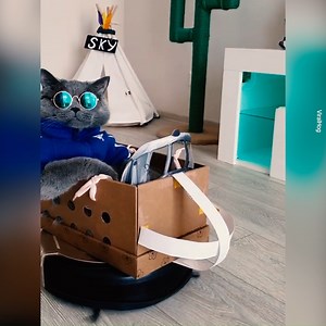 41K views · 1.6K reactions | Animals Ride Compilation | Xenia Tchoumitcheva | Facebook