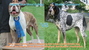Alapaha Blue Blood Bulldog vs. Bluetick Coonhound: A Comparison of Two Beloved Dog Breeds