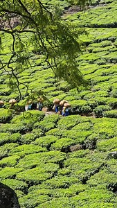 64K views · 3.3K reactions | Kotagiri nilgiri | Beautiful nilgiri | Facebook