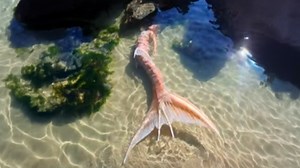 REAL Mermaid Encounters Deep Sea Divers Struggle to Explain #mermaid #deepsea | Most Amazing Top 10