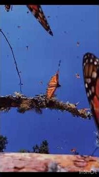 Advance memory formula