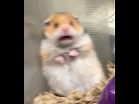 [The Scream of the Hamster]: Old Meme #hamster