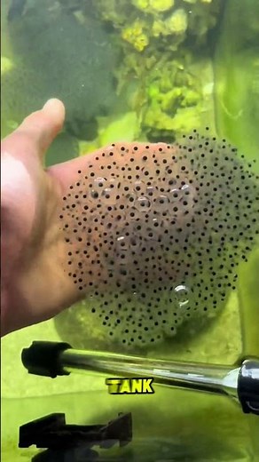 Raising 100 Tadpoles—Their Growth Will Shock You! 🐸😲