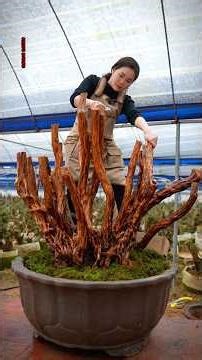 it's another beautiful bonsai tree.#bonsai #분재 #moutainlife #bonsaitree