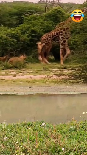 3.9M views · 24K reactions | Hard fighting, giraffe 漣 vs lion 女 , Fight to fight  亂  | Nadine Fashion Jewelry plus | Facebook