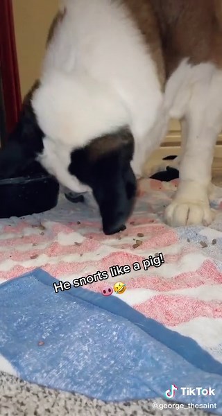 George makes such lovely sounds! #georgethesaint #blessed #pig #piggy #oink #snort #messy #stbernard #saintbernard #food #eat #gross #hungry #fyp