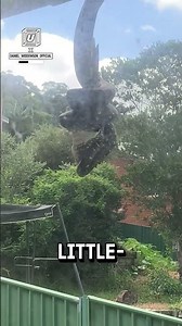 I saw a python eating a bird on my roof 😳🐍 🎥: daniel_widdowson_official via BViral